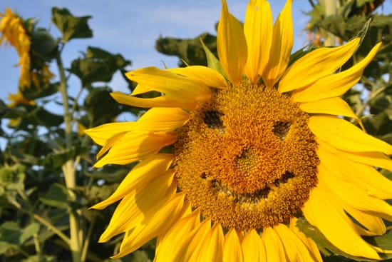 Les bienfaits de la fleur de tournesol : ce qu'il faut savoir