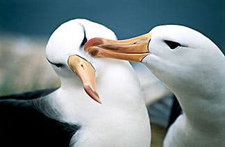 L'Amore per gli ANIMALI - Pagina 7 Albatross