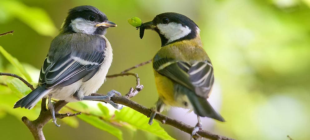 L'Amore per gli ANIMALI - Pagina 11 Maisen