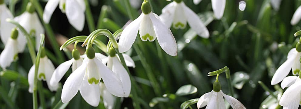 Fruhlingsblumen Die Von Liebe Kunden Hier Erfahren Sie Alles Uber Blumen