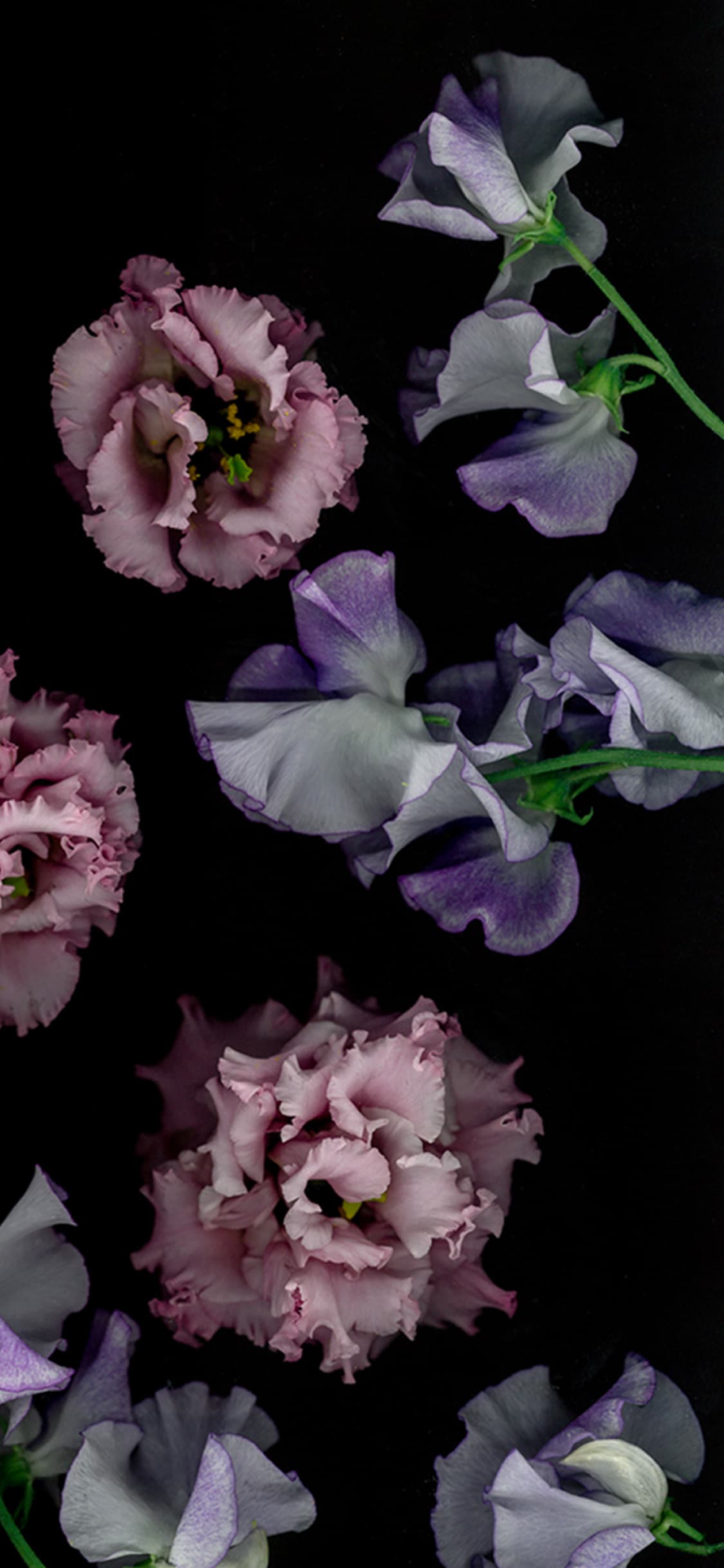 Wallpapers Here You Read All About Flowers