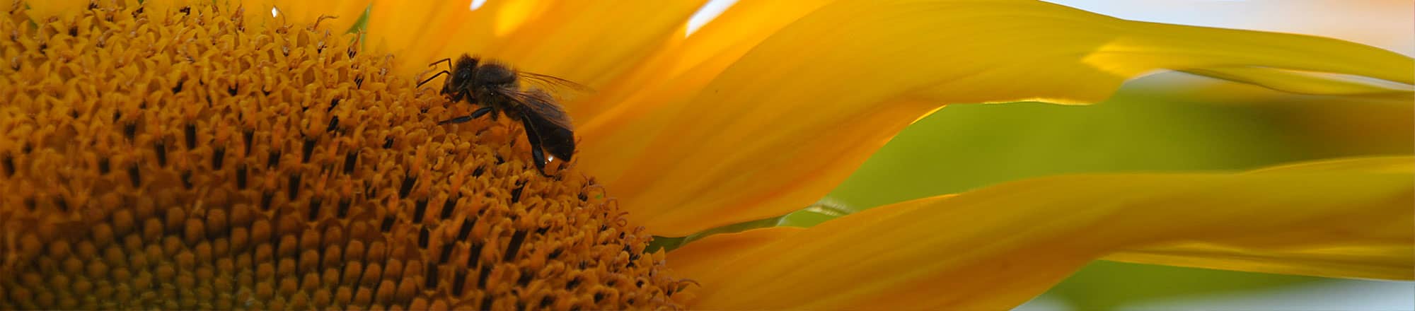 Tournesols: toujours tournés vers le soleil 