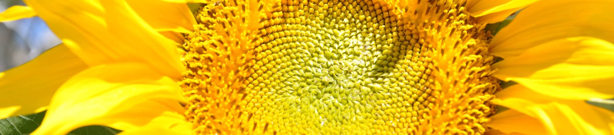 Informazioni utili sui girasoli in vaso per piante