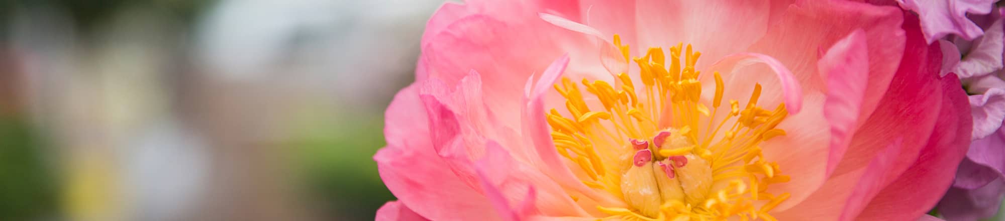 Peonie – di un’adorabile bellezza