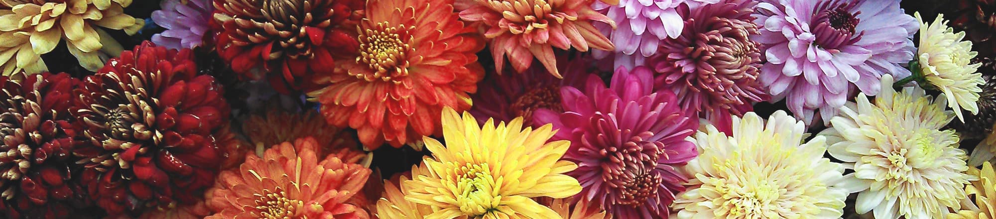 Chrysanthemums