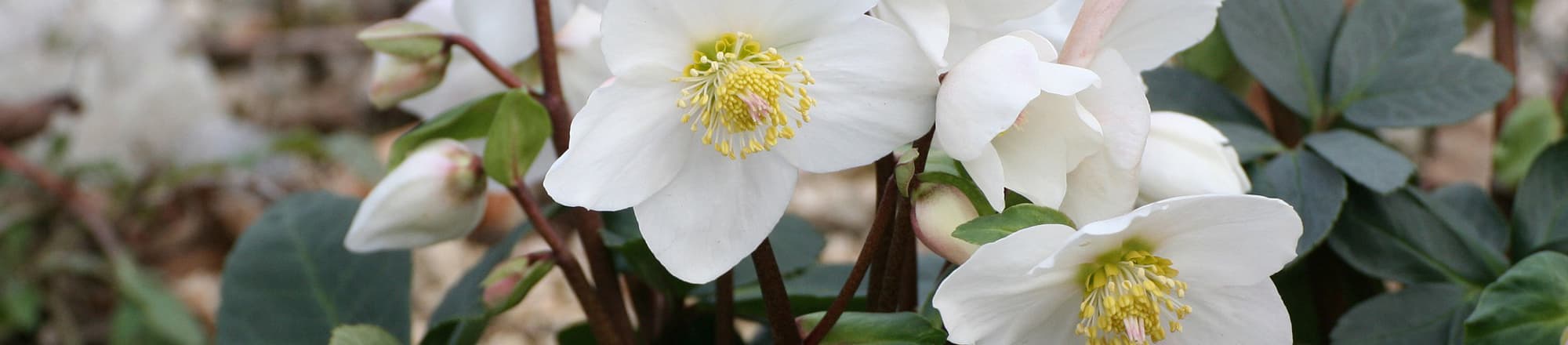 Magical: Christmas rose for outdoor use