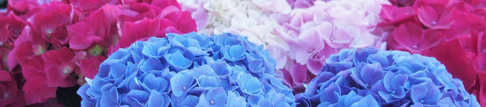 Hydrangeas offer everything you can wish for