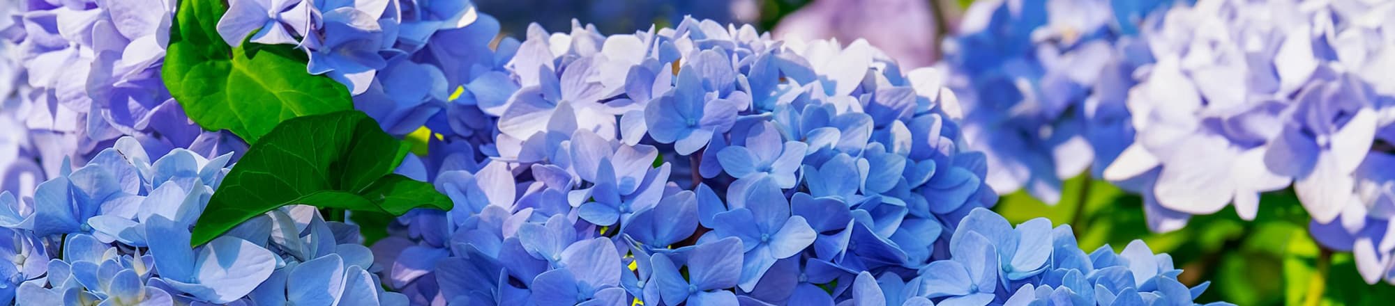 Care tips - and all about blue hydrangeas