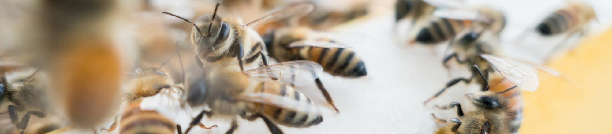 Journée mondiale des abeilles? Bee happy!