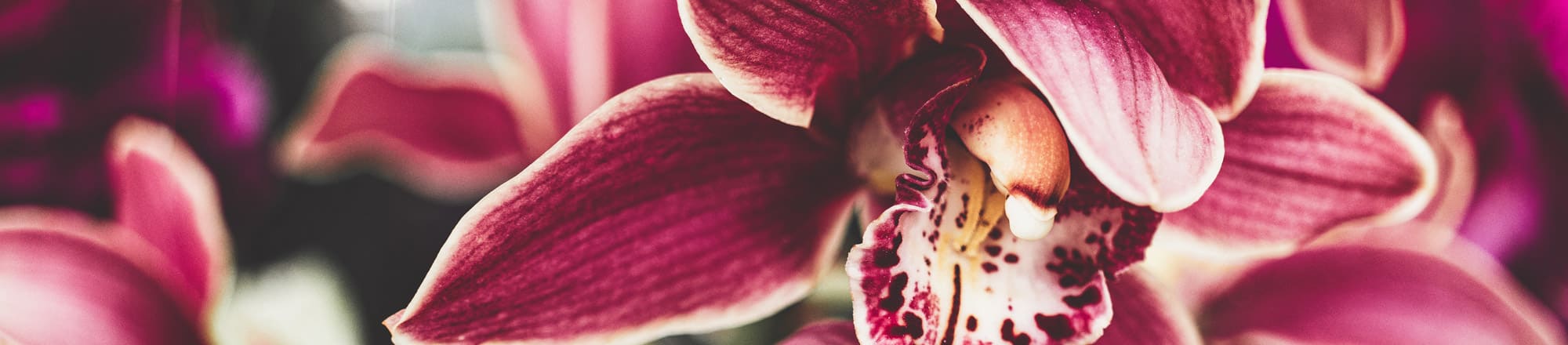 Couleurs et formes - ce qui rend les orchidées si spéciales