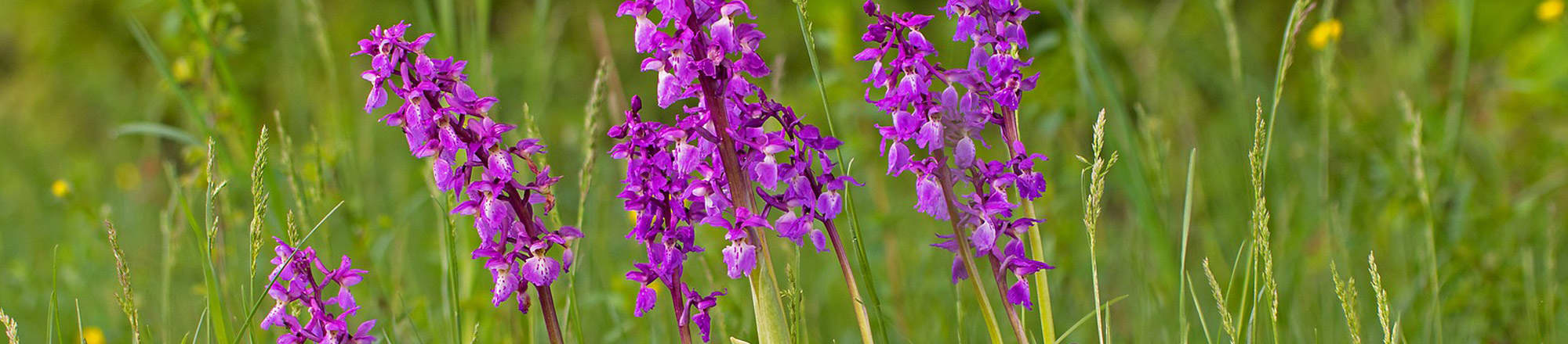 Les orchidées en Suisse: born to be wild