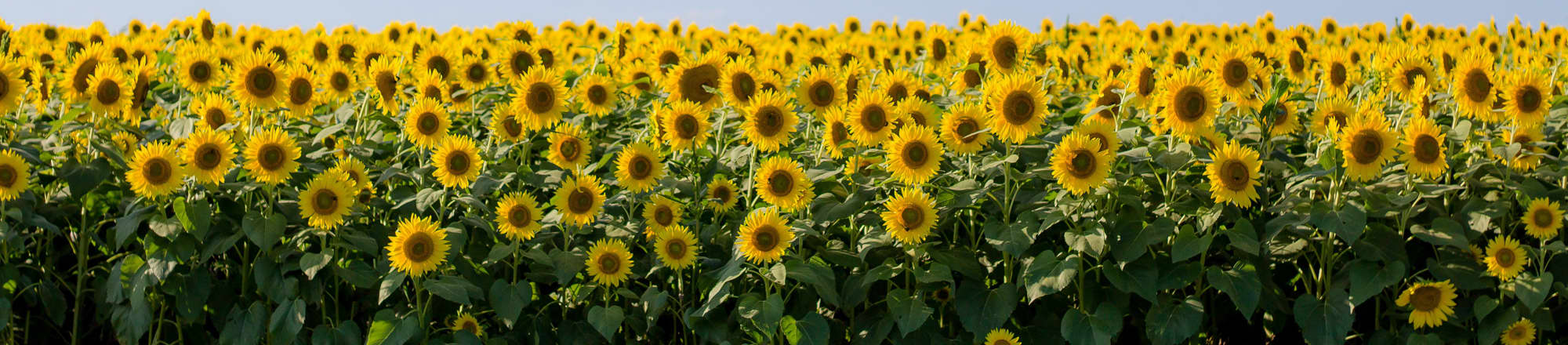 Flowers in summer