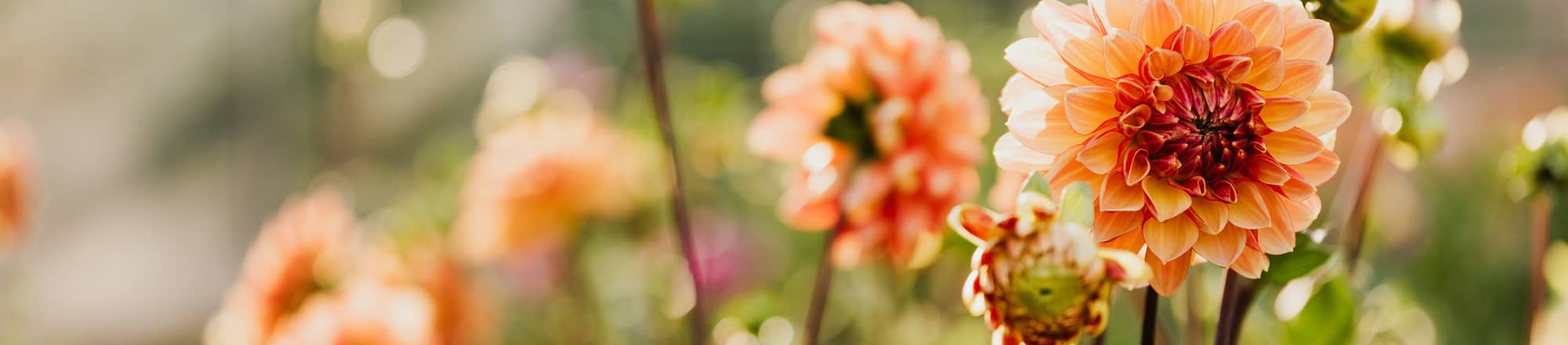 NUOVO: bouquet stagionale Fleurop - esclusivamente con fiori svizzeri 