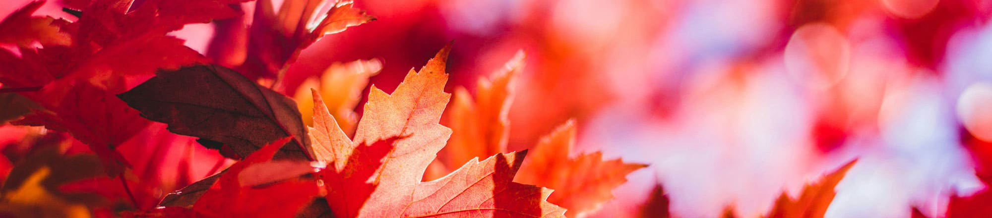 Indian Summer - stimmungsvoll, farbig und einfach einzigartig 