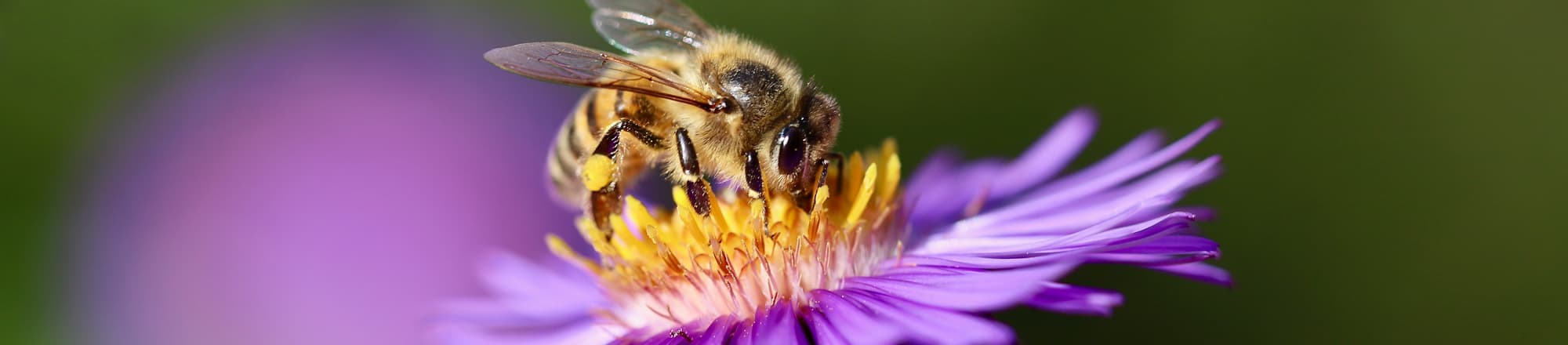Fleurop & Nachhaltigkeit 