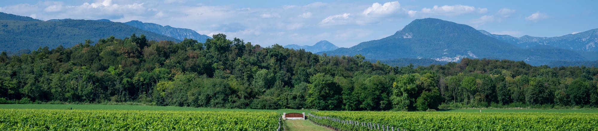 Fleurop & Weine sowie Prosecco von Albino Armani