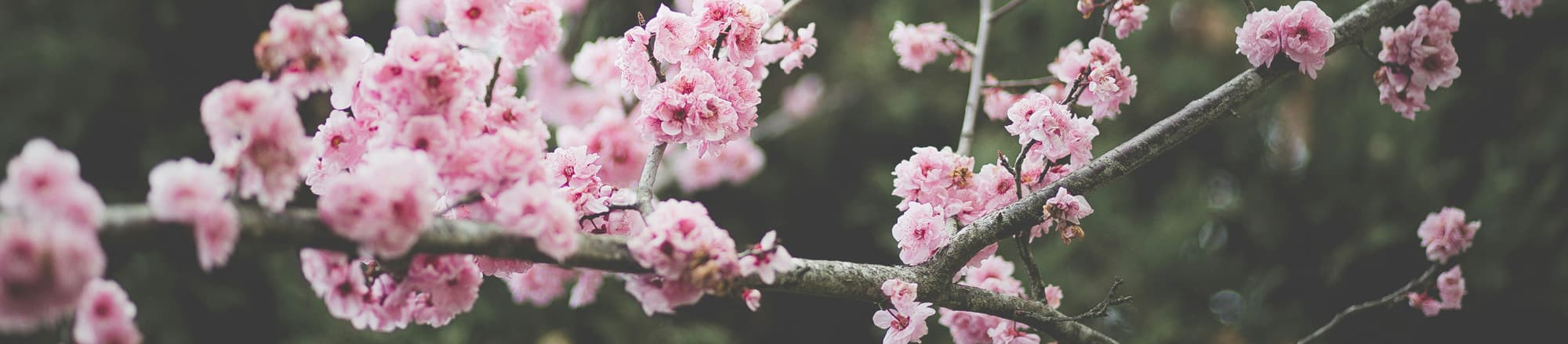 Blütenzweige in der Vase sind Frühlingsgefühle pur