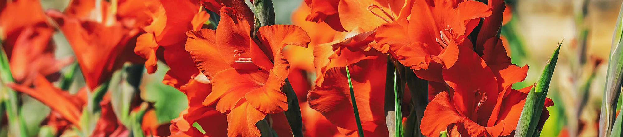 Fiori estivi e il loro significato  