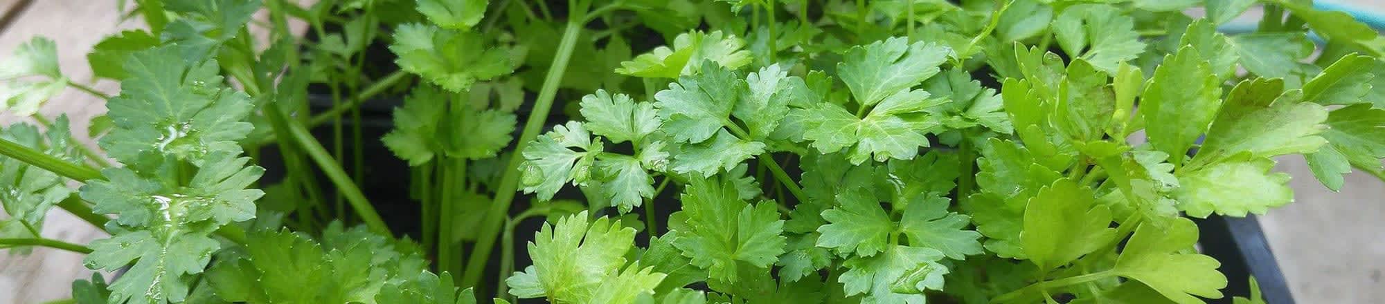 Dill, tarragon & coriander