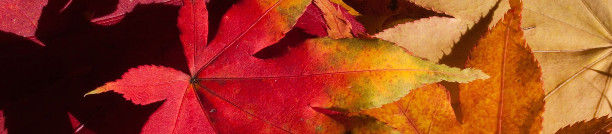 Pourquoi Indian Summer?