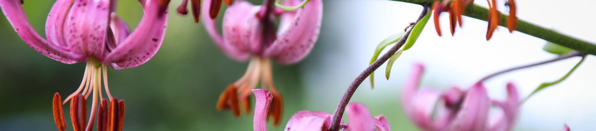 The mysterious night life of the Turk's cap