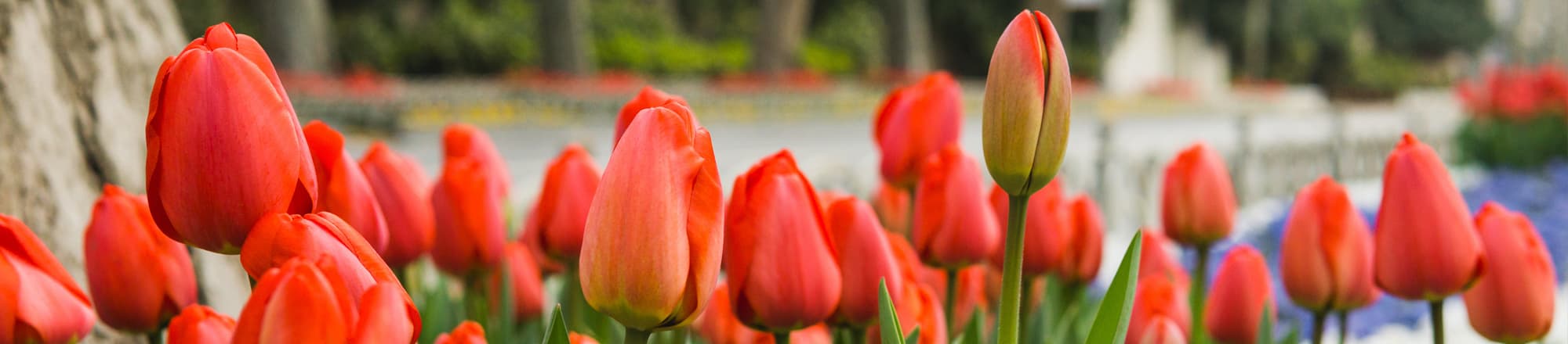 A tu per tu con fiori e colori