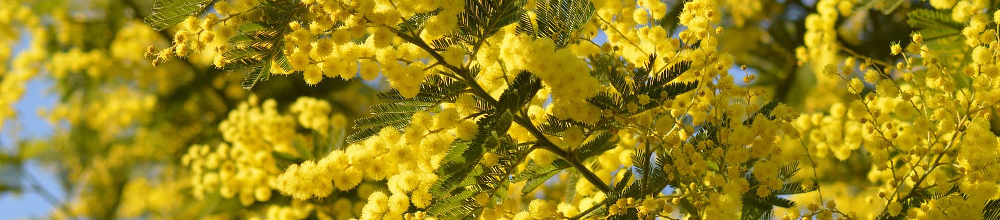 Mimosen für ein ganz und gar nicht schwaches Geschlecht