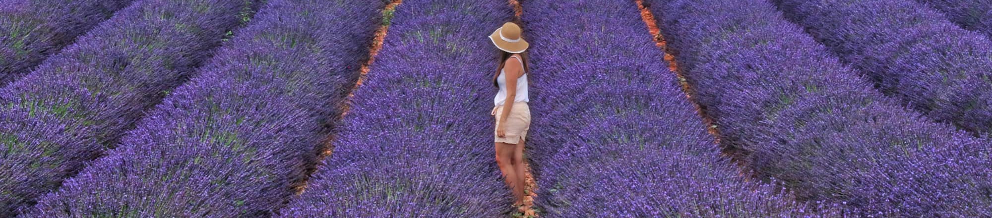 Lavender - ideal for hot summers