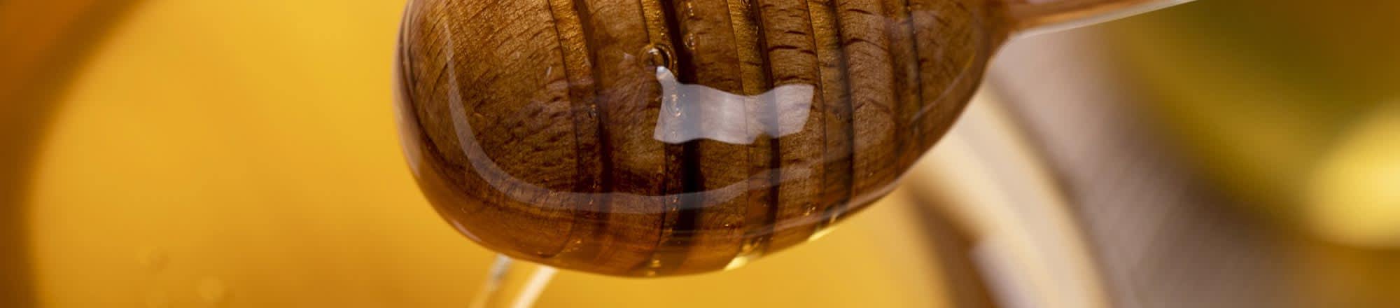 Abeille géante de Wallace : on a retrouvé la plus grosse abeille du monde