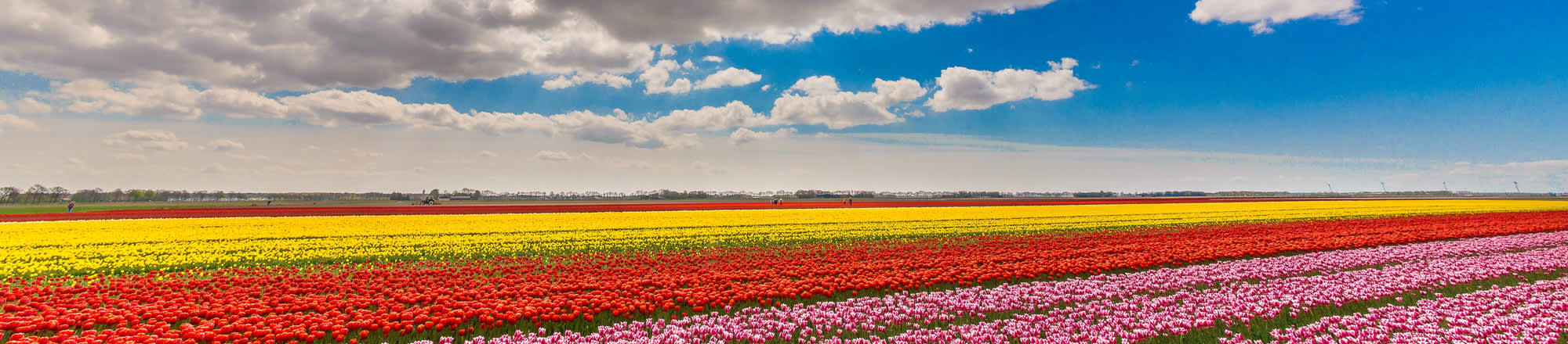 Les couleurs des fleurs et leur symbolique