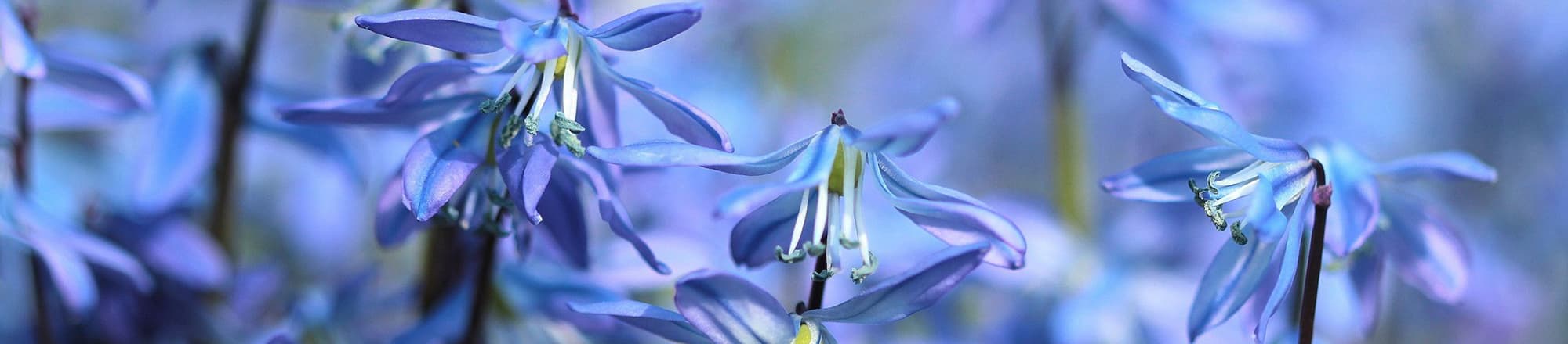 Nuances de violet & bleu