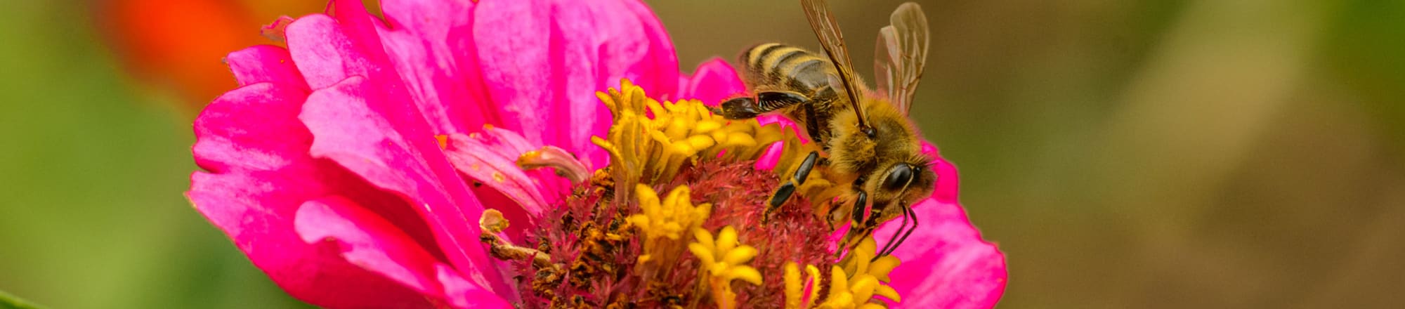 «High Noon» für Schweizer Blumen 