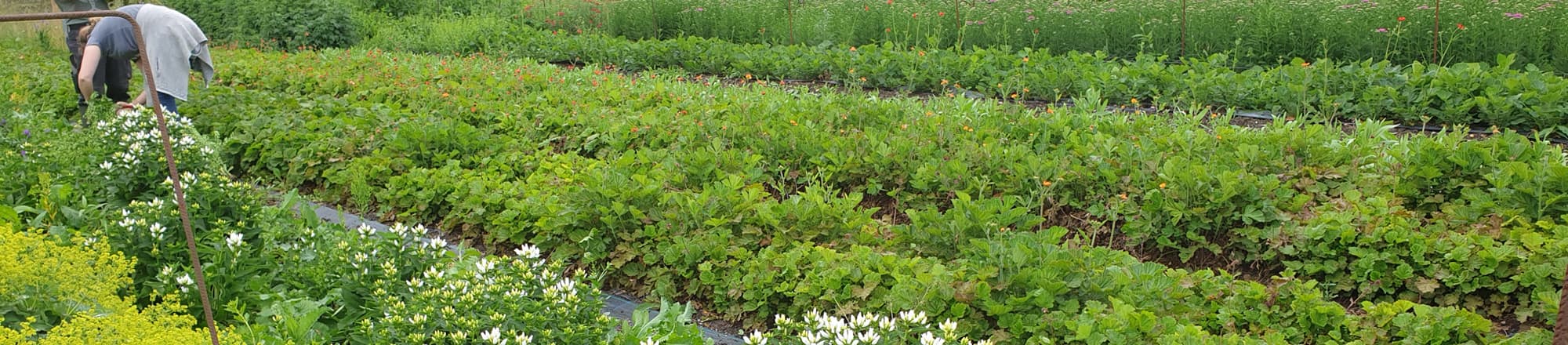 From the life of a Swiss flower producer 