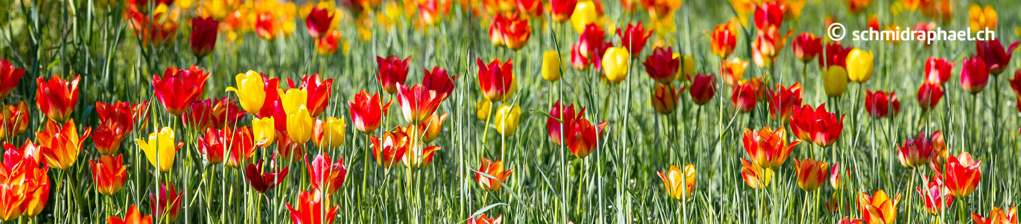 Wild tulips of Valais