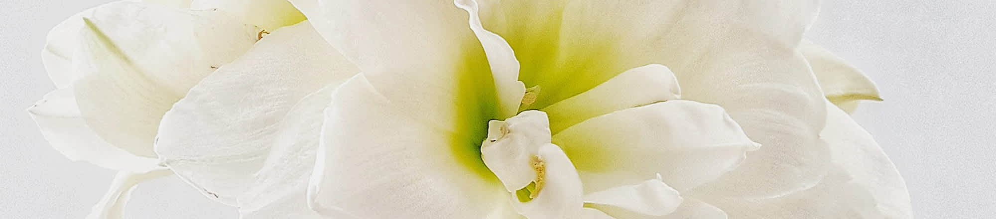 Composition magique d'amaryllis