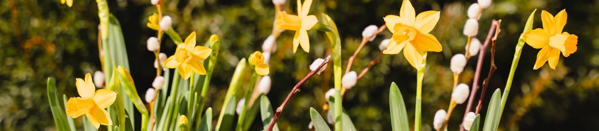 Verheissungsvoll - Frühlingserwachen 