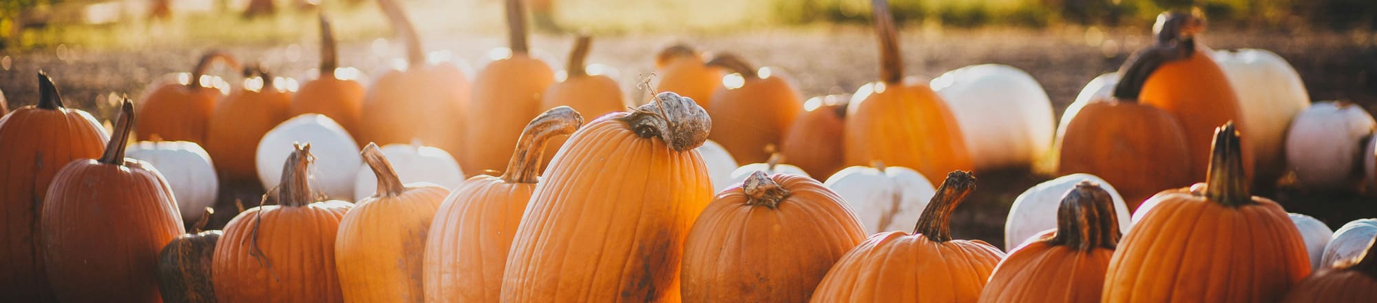 31 ottobre - zucca, campanello e magia