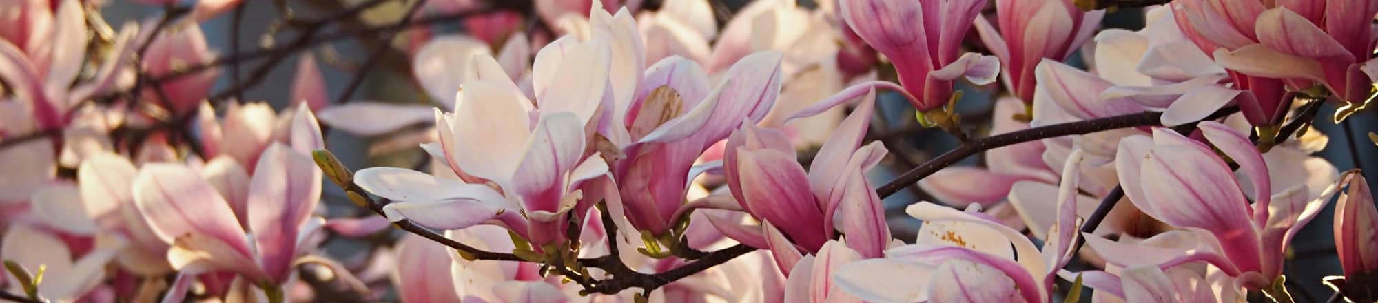 Frühling - macht euphorisch und einfach happy