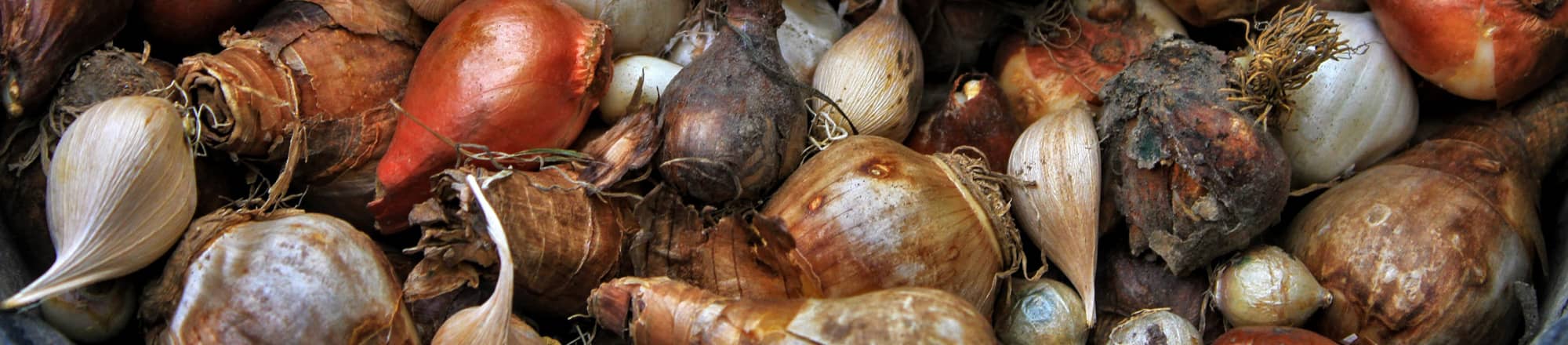 Fiori primaverili da bulbi e tuberi