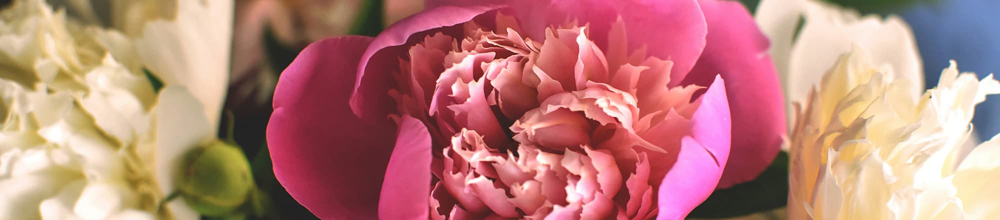 Beliebte Blumen & Pflanzen