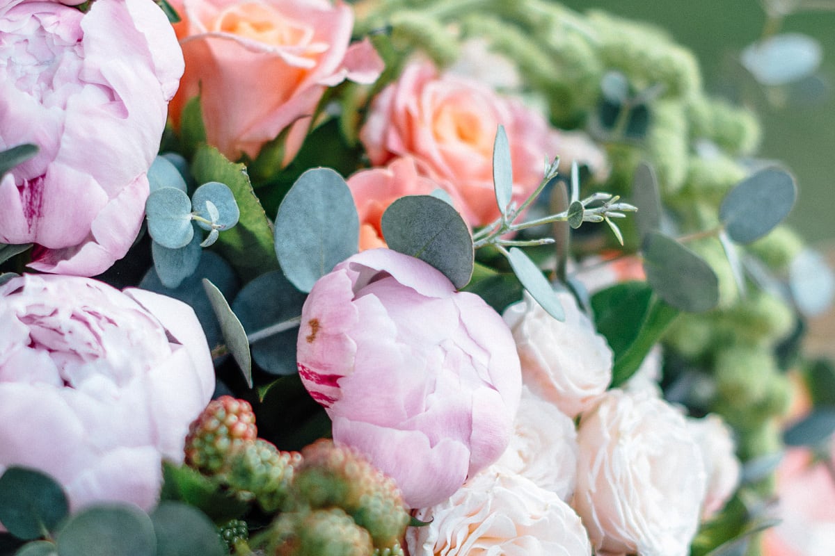Päonie oder Pfingstrose?