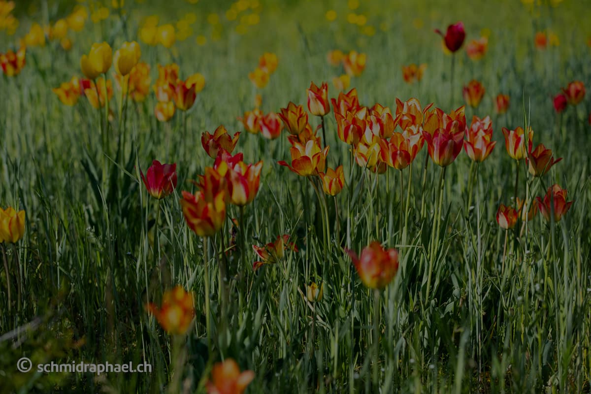 Walliser Wildtulpen