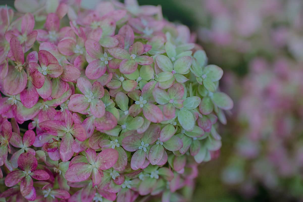Fancy a change? Hydrangea «Magical Four Seasons»