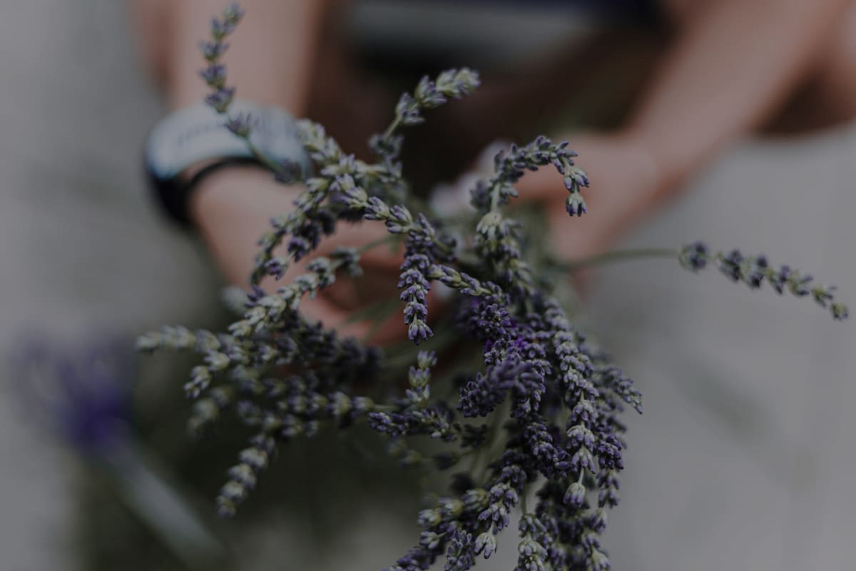 About symbolism and drying lavender