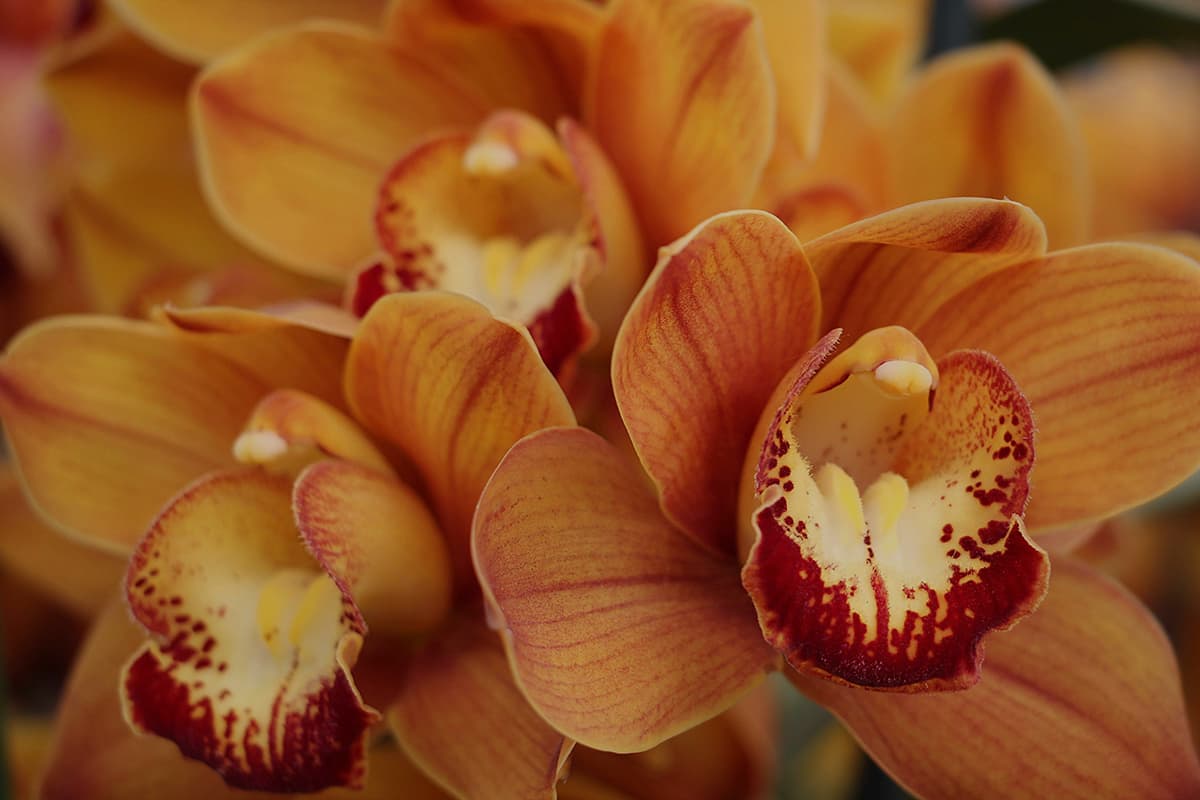 Orchideen – die edlen Zimmerpflanzen als Geschenkidee