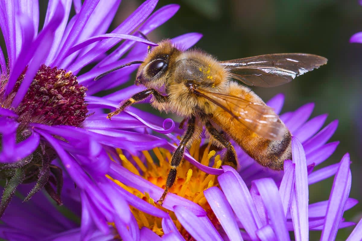 Giornata mondiale delle api? Bee happy!