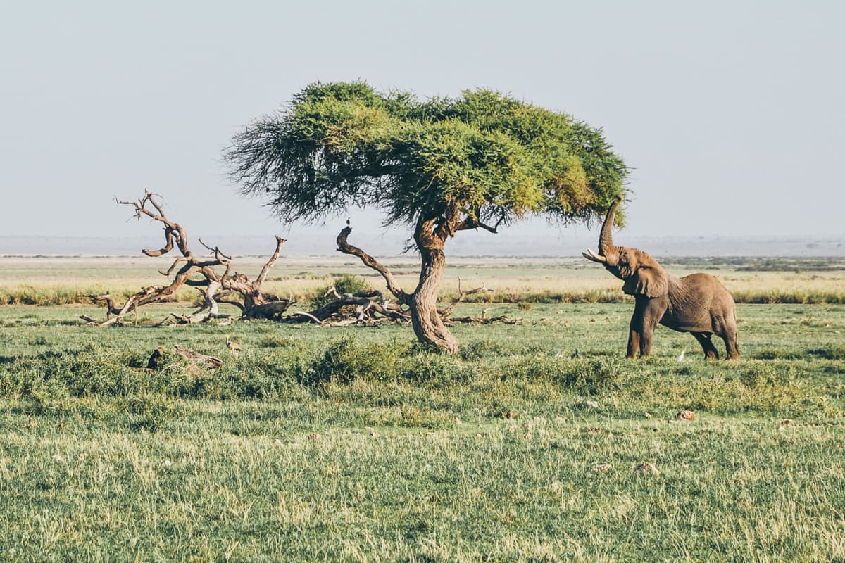 Livrer des fleurs en Afrique