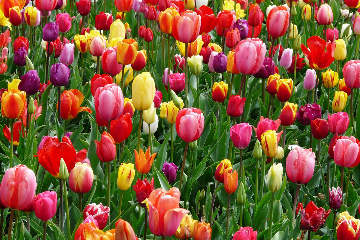 Fiori in primavera  