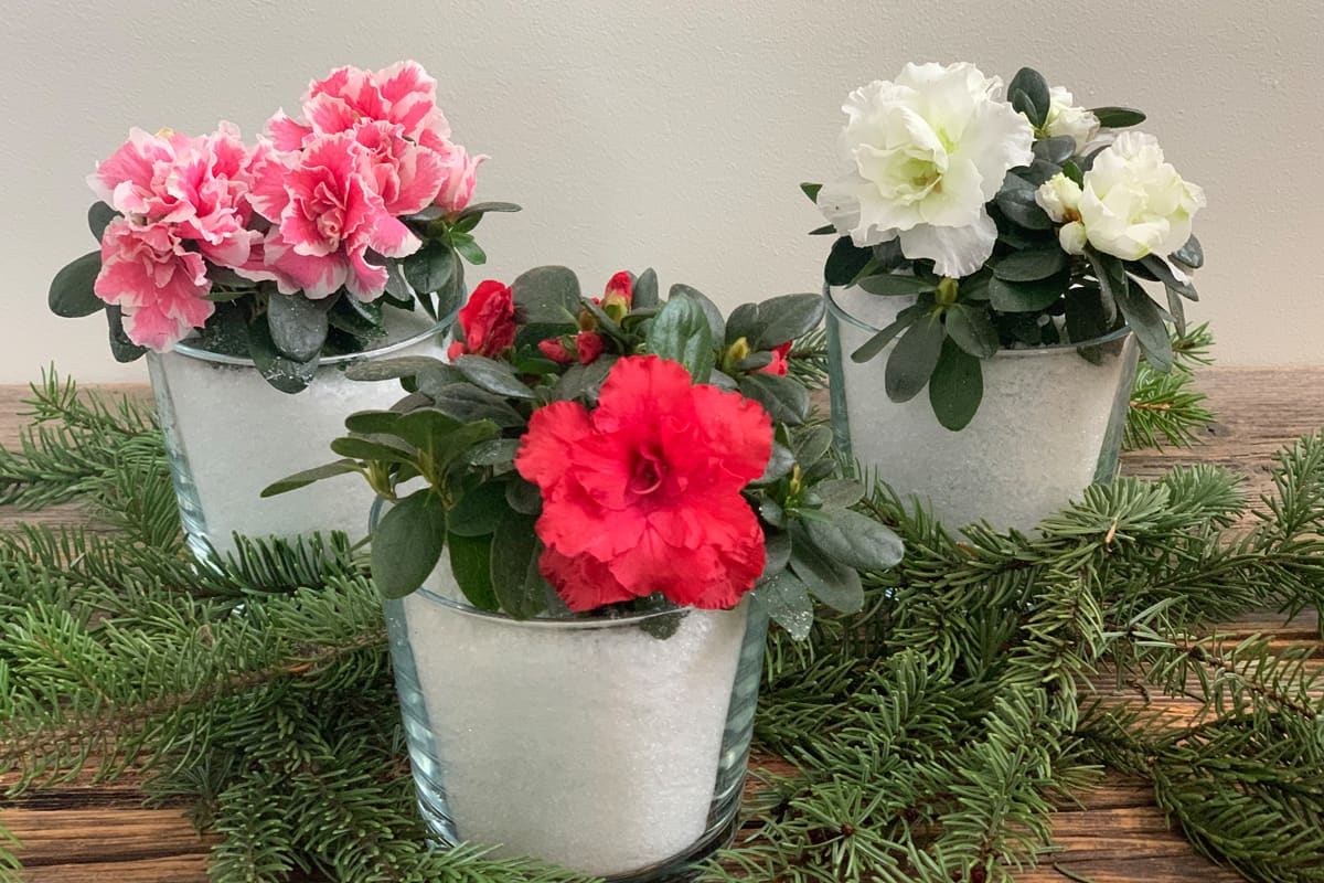 Atmospheric - azaleas in the snow