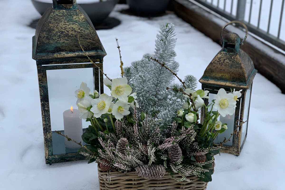Individual - winter outdoor planting